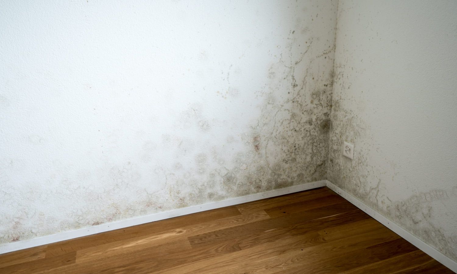 Schimmel in einer Ecke
